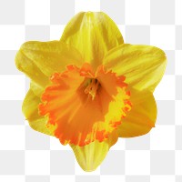 Daffodil png, yellow flower clipart, transparent background