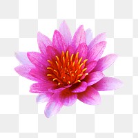 Pink flower png, water lily collage element, transparent background