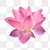 PNG pink lotus, flower collage element, transparent background