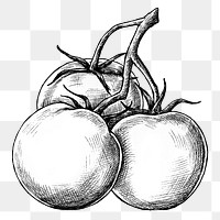 Tomatoes sketch png sticker on transparent background