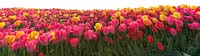 Tulip field png border, transparent background, spring flower aesthetic