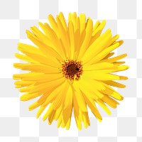 Yellow flower png, gerbera daisy sticker, transparent background