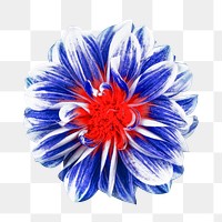 Blue flower png, decorative dahlia clipart, transparent background