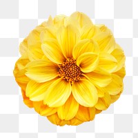 Yellow flower png, dahlia collage element, transparent background