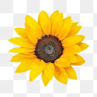 Sunflower png, flower sticker, transparent background