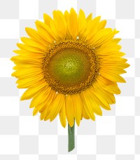 Sunflower png, flower clipart, transparent background