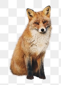 Brown fox png clipart, wildlife, transparent background