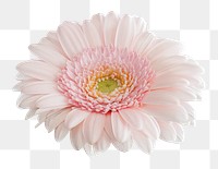 PNG pink gerbera daisy, flower clipart, transparent background