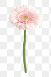 Pink flower png, gerbera daisy clipart, transparent background