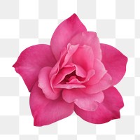 Pink flower png, camellia clipart, transparent background