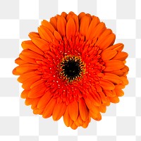 PNG orange gerbera daisy, flower sticker, transparent background