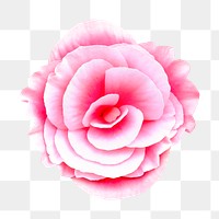 PNG pink tuberous begonia, flower clipart, transparent background