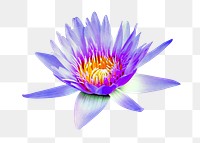 PNG blue water lily, flower clipart, transparent background