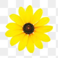 Yellow flower png, black-eyed susan sticker, transparent background