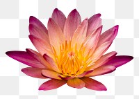 Flower png, red water lily collage element, transparent background