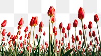 Tulip field png border, transparent background, spring flower aesthetic