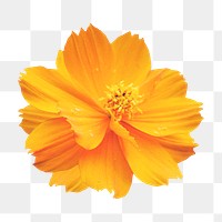 PNG orange cosmos, flower sticker, transparent background