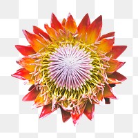 King protea png, flower collage element, transparent background