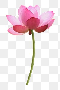 Lotus png, pink collage element, transparent background