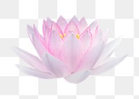 PNG pink water lily, flower clipart, transparent background