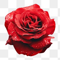 Red rose png, flower with water drops clipart, transparent background