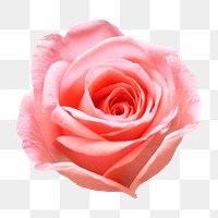 Pink rose png, flower clipart, transparent background