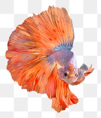 Betta fish png clipart, transparent background