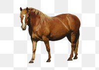 Brown horse png clipart, pet, transparent background