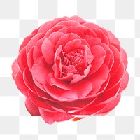 Red camellia png, flower clipart, transparent background