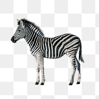 Zebra animal png clipart, wildlife collage element on transparent background