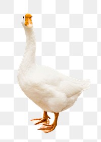 Duck  png clipart, farm animal, transparent background