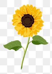 Aesthetic sunflower png sticker, yellow flower on transparent background