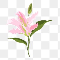 Lily flower png sticker, pink botanical, feminine illustration on transparent background