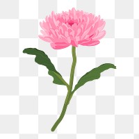 Chrysanthemum flower png sticker, pink feminine illustration 