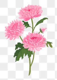 Chrysanthemum flower png sticker, pink feminine illustration 