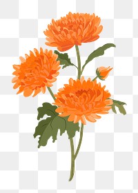 Orange chrysanthemum png flower sticker, Autumn aesthetic on transparent background