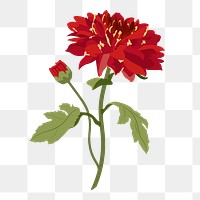 Red flower png sticker, realistic chrysanthemum illustration