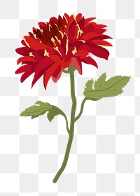 Red flower png sticker, realistic chrysanthemum illustration