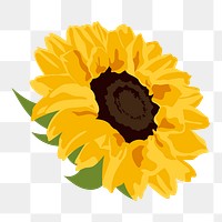 Yellow flower png sticker, sunflower spring illustration on transparent background