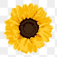 Yellow flower png sticker, sunflower spring illustration on transparent background