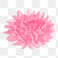 Chrysanthemum flower png sticker, pink feminine illustration 