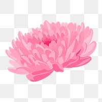 Chrysanthemum flower png sticker, pink feminine illustration 