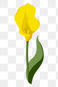 Yellow calla lily png sticker, flower illustration on transparent background