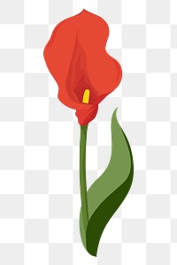 Red calla lily png sticker, flower illustration on transparent background