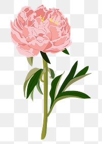 Pink peony png sticker, pastel flower illustration on transparent background