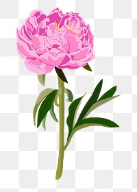 Colorful peony png flower clipart, pink botanical illustration on transparent background