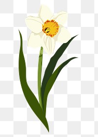 Yellow daffodil sticker, realistic flower illustration on transparent background