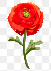 Ranunculus flower png sticker, red botanical illustration on transparent background