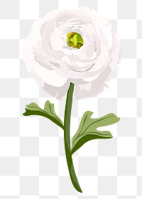 Ranunculus flower png sticker, white botanical illustration on transparent background