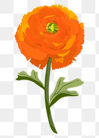 Ranunculus flower png sticker, orange botanical illustration on transparent background